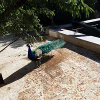 طاووس|پرنده|قزوین, |دیوار