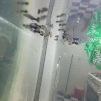 ماهی|ماهی|جهرم, |دیوار