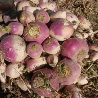 شلغم تمیز بدون خاک و برگ