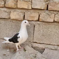 چپ ماده معاویز با نر سبز یا مگس