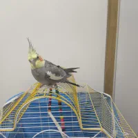 عروس هلندی نر سخنگو همراه با قفس|پرنده|فولادشهر, مسکن مهر فولادشهر|دیوار