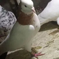 کبوتر طوقی|پرنده|محمدشهر, ولدآباد|دیوار