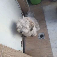 فندوق|سگ|طبس, |دیوار