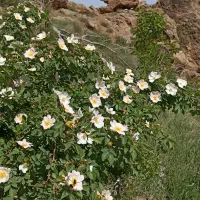 طبیعت گردی