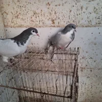 کبوتر شهری و بهبونی|پرنده|شیراز, میانرود|دیوار