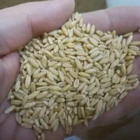 خدمات باغبانی و درختکاریچ