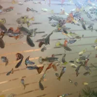 ماهی گوپی|ماهی|یزد, |دیوار