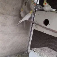 ۹عددعروس هلندی نروماده