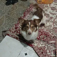 سگ پاپی از نژاد پا کوتاه