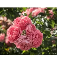 گلاب و عرقیجات ۱۰۰٪ طبیعی