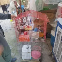 قفس|لوازم جانبی حیوانات|جوانرود, |دیوار