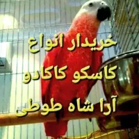 کاسکو سرلاکی ،دونخور ،بالغ و،،