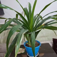 گل پاندانوس