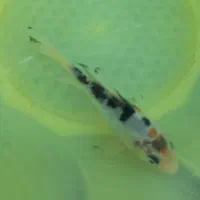 ماهی کوی|ماهی|اردبیل, |دیوار