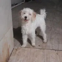 سگ اشپیتز ۸ ماهه شناسنامه دار
