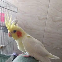 عروس هلندی