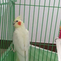 طوطی عروس هلندی|پرنده|ساری, |دیوار