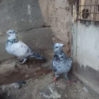 سار بزک طوقی جوجه