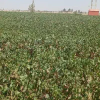 نهال پسته وخدمات کاشت صفرتاصد|خدمات باغبانی و درختکاری|رودشت (اصفهان), |دیوار