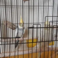 جفت مولد لوتینو و ابلغ|پرنده|شاهینشهر, شهرک گلدیس|دیوار