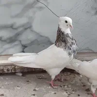 نرو ماده طوق هفت رنگ و سرخ کرمانشاهی کاکل|پرنده|زابل, |دیوار