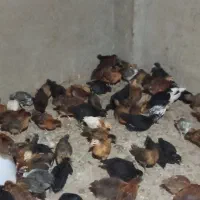 جوجه گلپایگانی