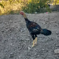 تخم مرغ اوشامو|حیوانات مزرعه|مرند, |دیوار