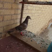 گمشده