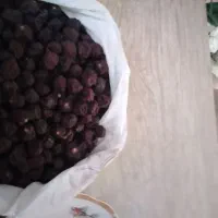 فروش زردآلو و آلبالو اورگانگ شیرین طبیعی|خوردنی و آشامیدنی|میانه, |دیوار