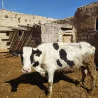 فروش گاو همراه گوساله