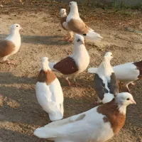 کبوتردوکتی وطوقی