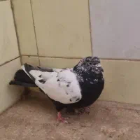 سه تا کفتر سینه دم سیاه