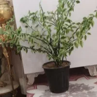 گل زیبا و بزرگ فقط 450