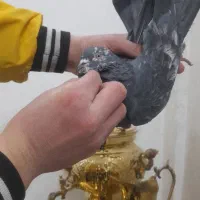 کفتر پرشی|پرنده|نسیم‌شهر, |دیوار