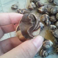 حلزون اسکارگو|خزنده|مراغه, |دیوار