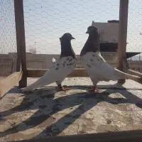 کبوتر کله سرخ،چپ مگسی،طوقی پولکی|پرنده|مشهد, کارمندان دوم|دیوار