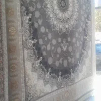 موکت نمایشگاهی|موکت|نیشابور, عدالت|دیوار