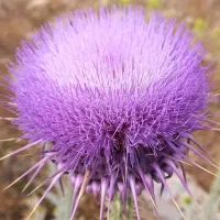 267 گل دارم میفروشم