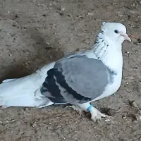 کبوتر پاپر با جوجه ش