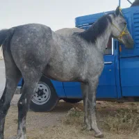 خرید و فروش اسب پالونی مرکز مایم شعبه زیاد