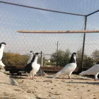 چند عدد کبوتر سیاه پوش نروماده جفتی