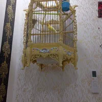 سلام دوعددقناری مست مستن همراه باقفس سلطنتی