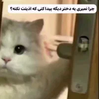 گریه پیدا شده