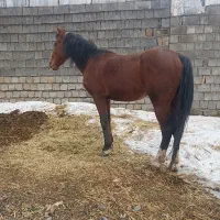 نریا ۵ ساله|اسب و تجهیزات اسب‌سواری|سیلوانه, |دیوار