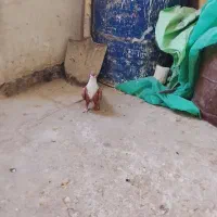پلنگ سبز جوجه