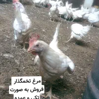 مرغ تخمگذار