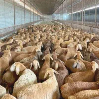 فروش دام طلا|حیوانات مزرعه|تهران, شهران جنوبی|دیوار