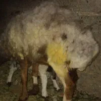 میش جوان زه دوم