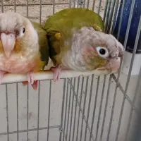 طوطی گرینچیک