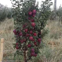 سیب گردو صنوبر گردو بادام و تولید بیش 150نوع نهاا